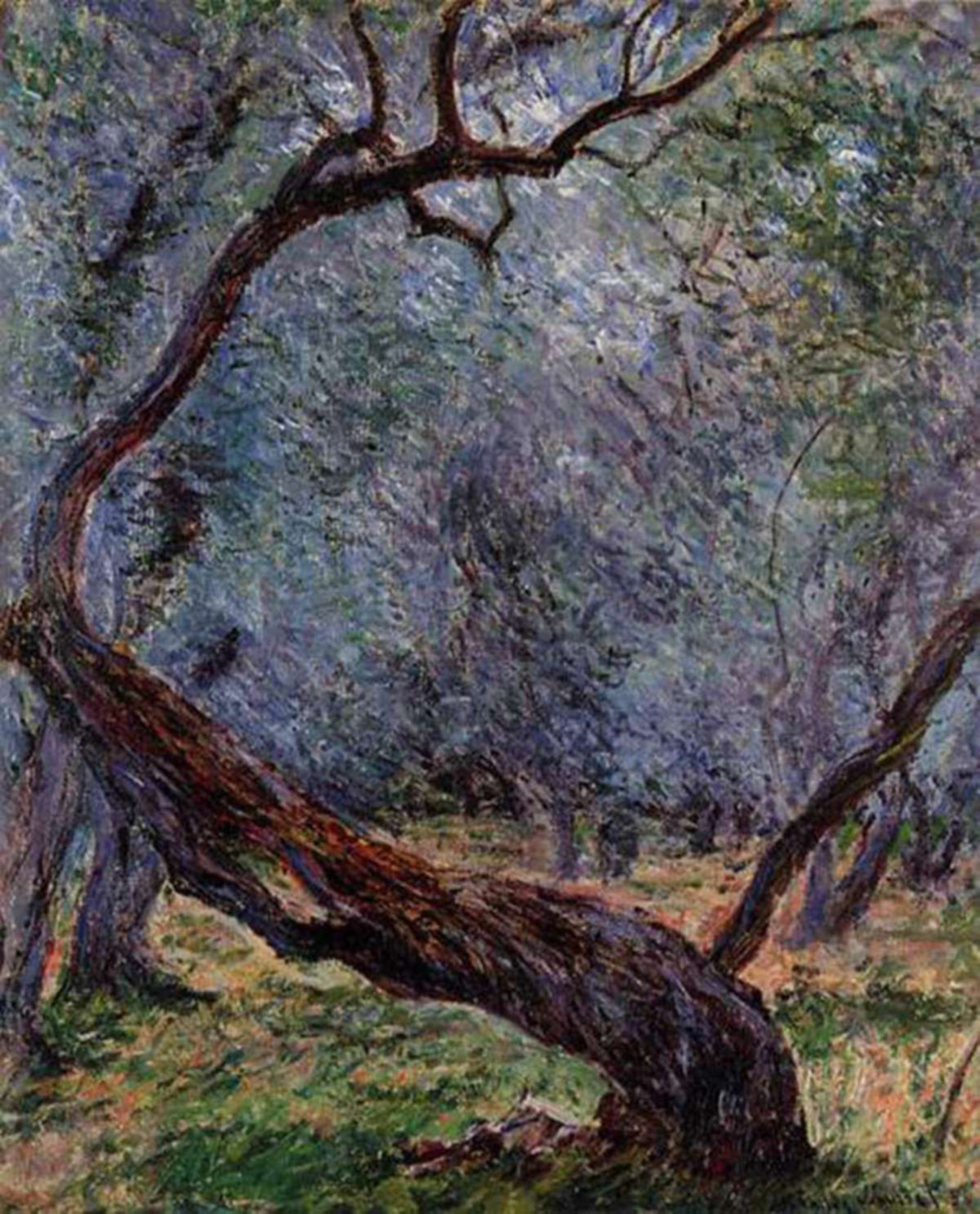 Monet - studium drzewa oliwnego